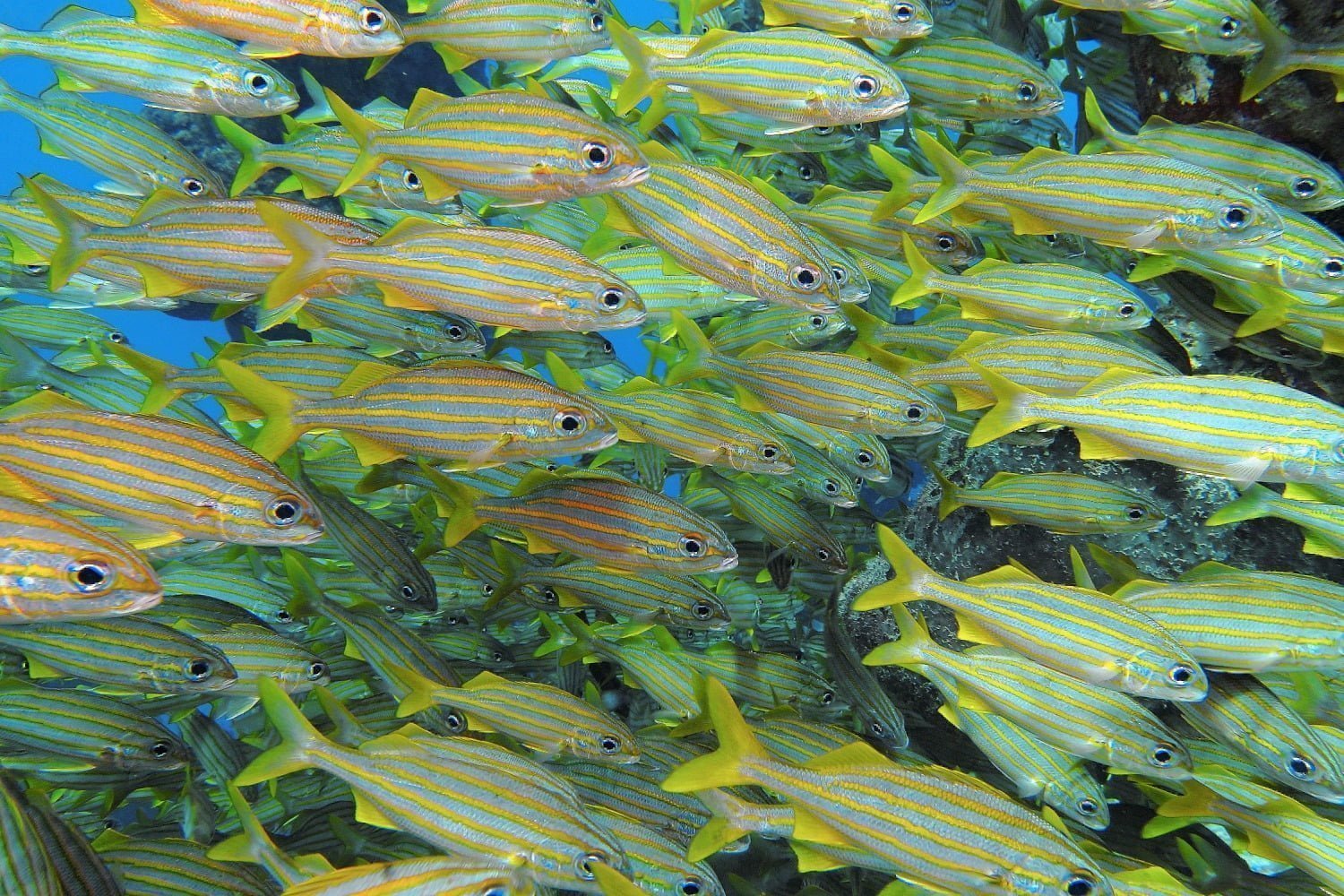 Snorkeling with a school of fish